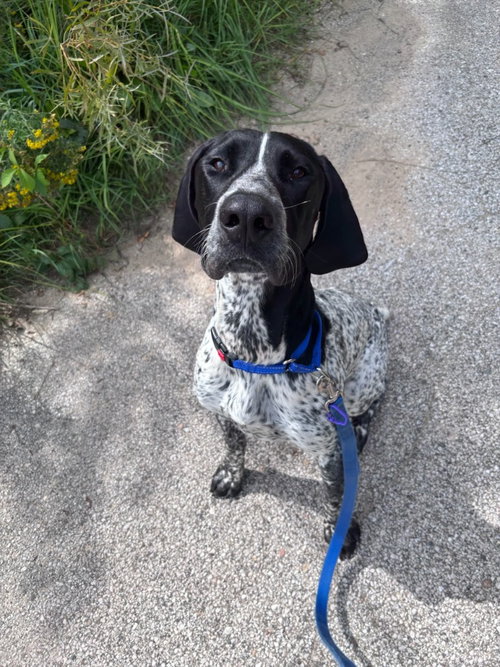 Sparrow, an adoptable dog