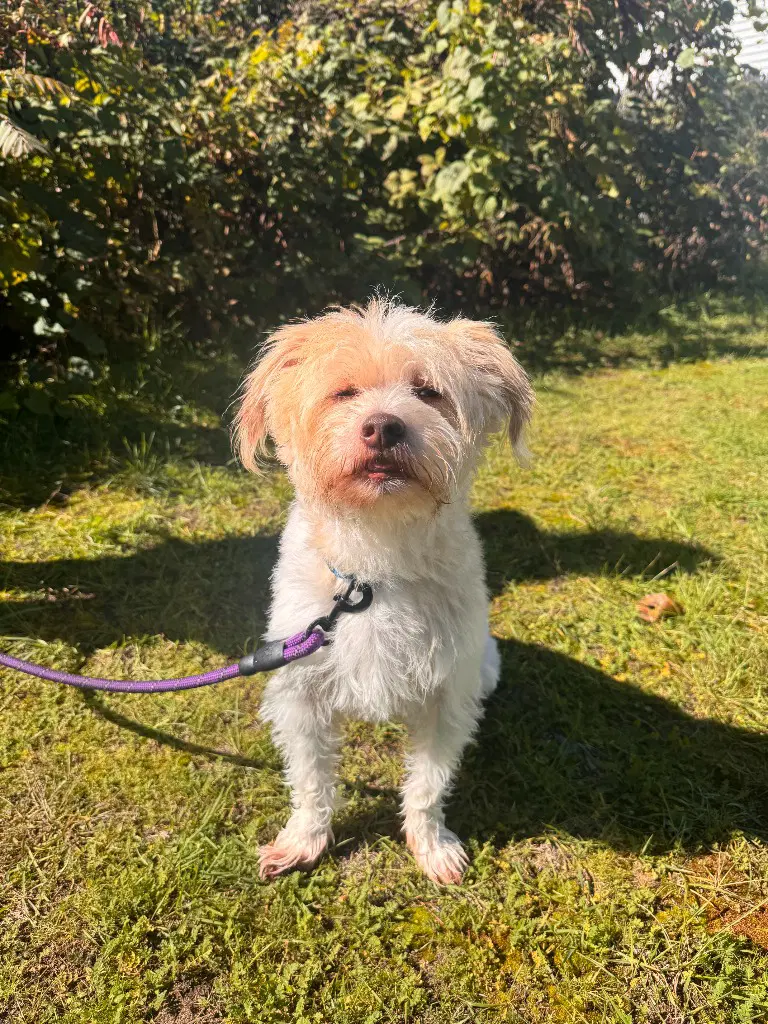 Albus - Terrier