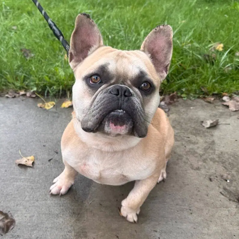 Prince - French Bulldog