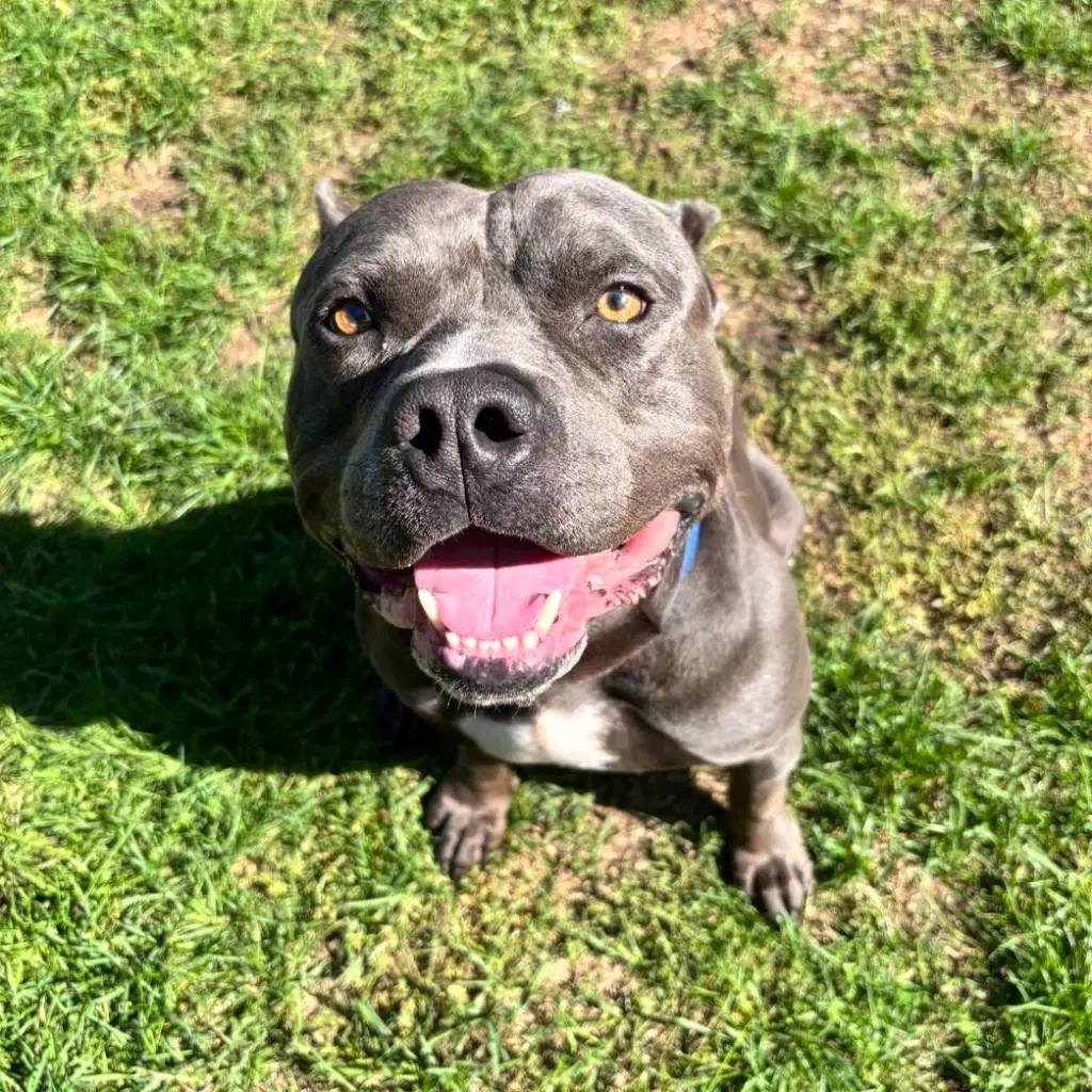 Hippo Jax - American Bulldog