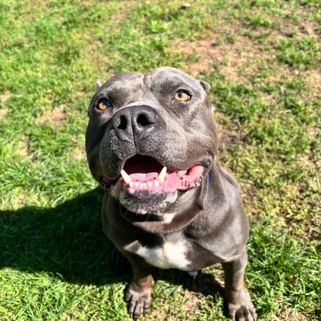 Hippo Jax image 2