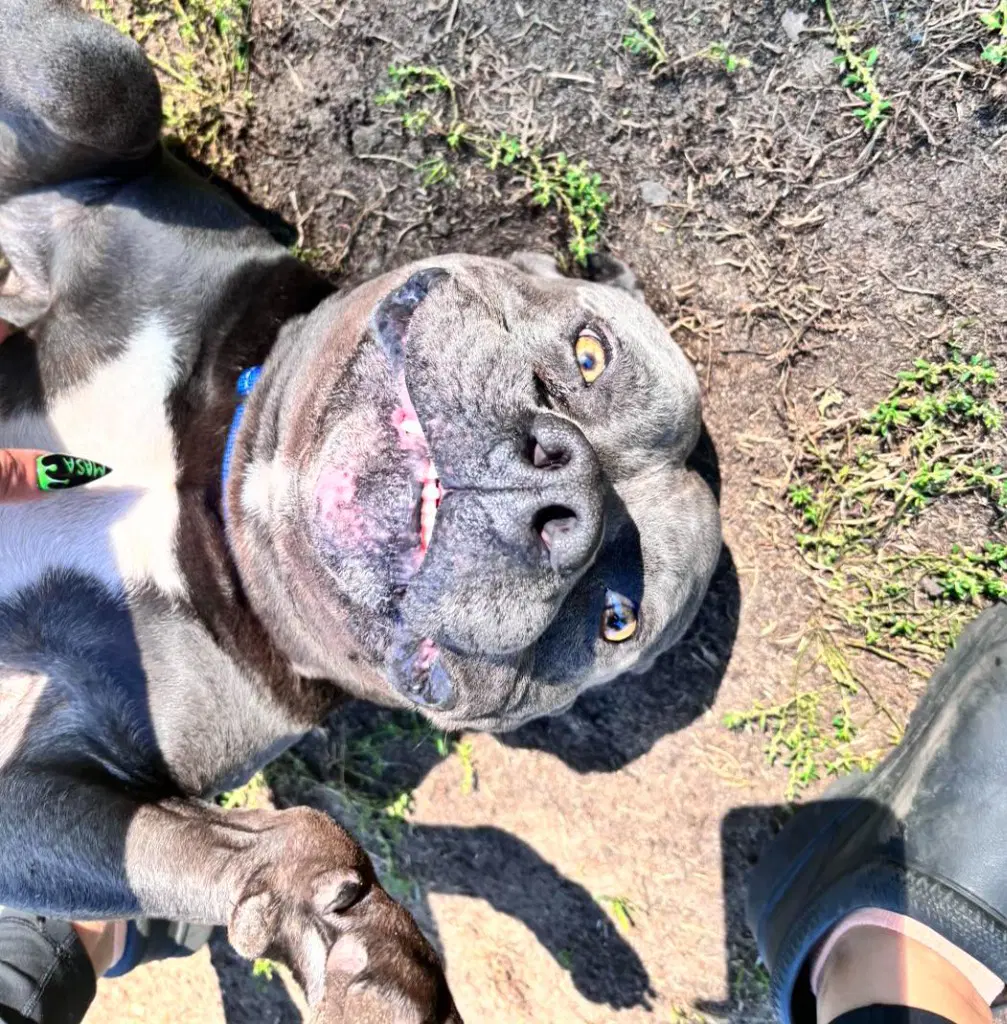 Hippo Jax image 3