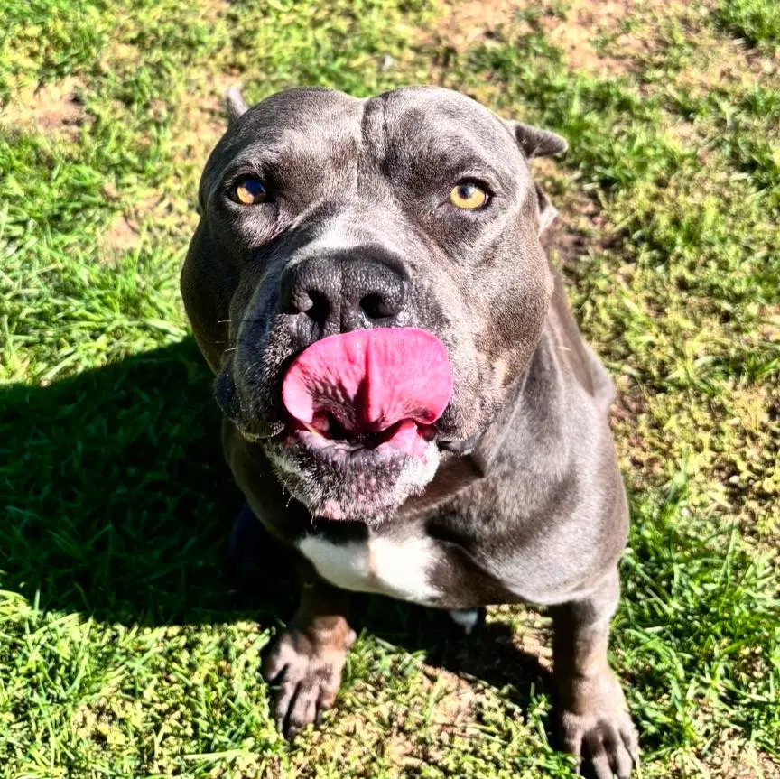 Hippo Jax image 4