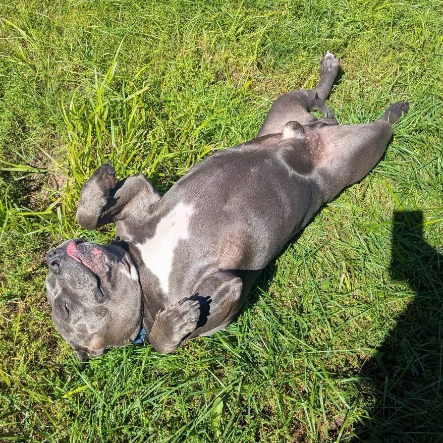Hippo (JAX), photo 2