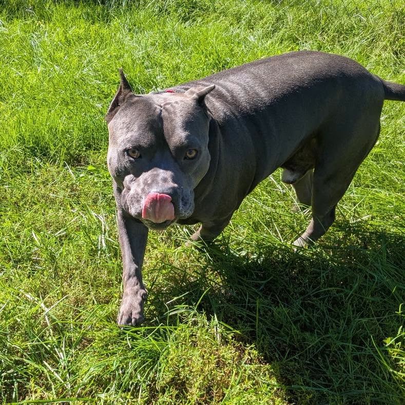 Hippo (JAX), photo 3