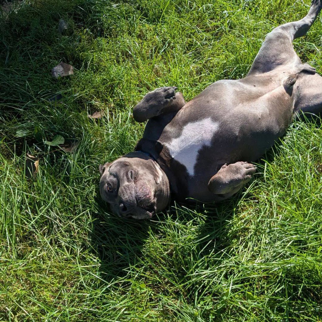 Hippo (JAX), photo 4