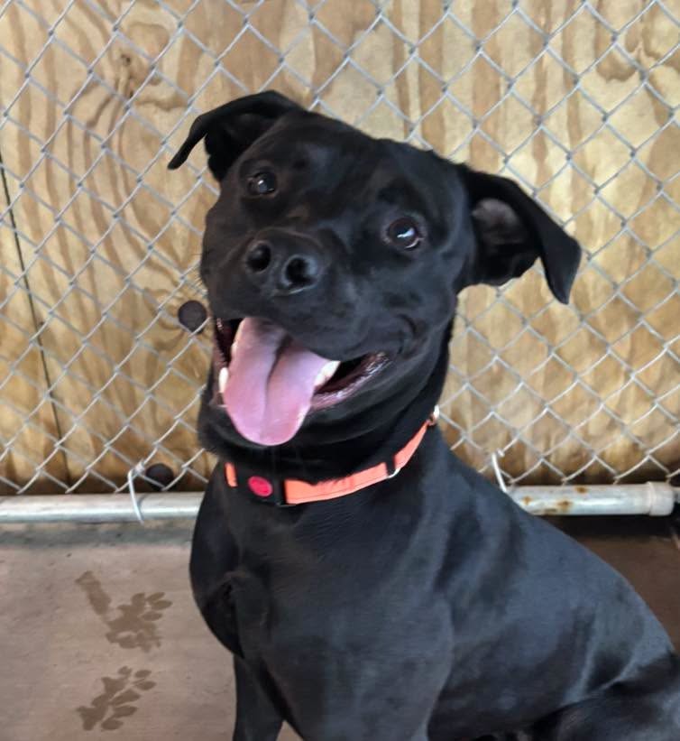 Berg, Labrador Retriever