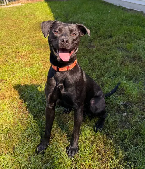 Berg - Labrador Retriever