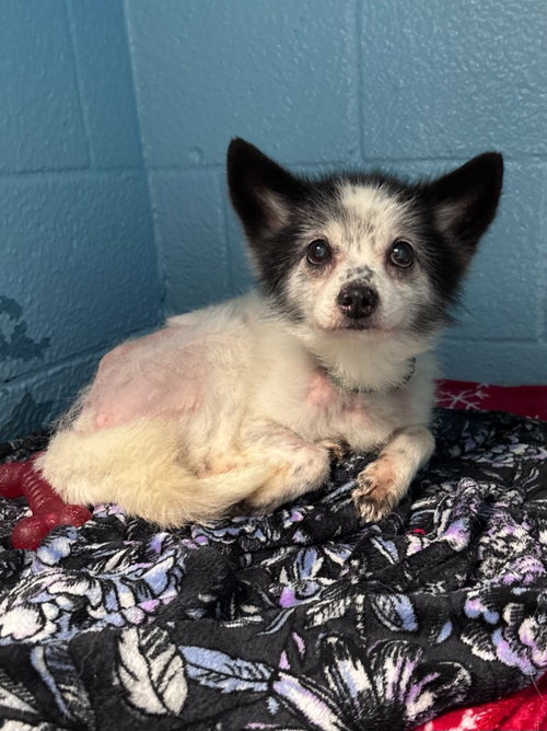 Rocket, an adoptable dog