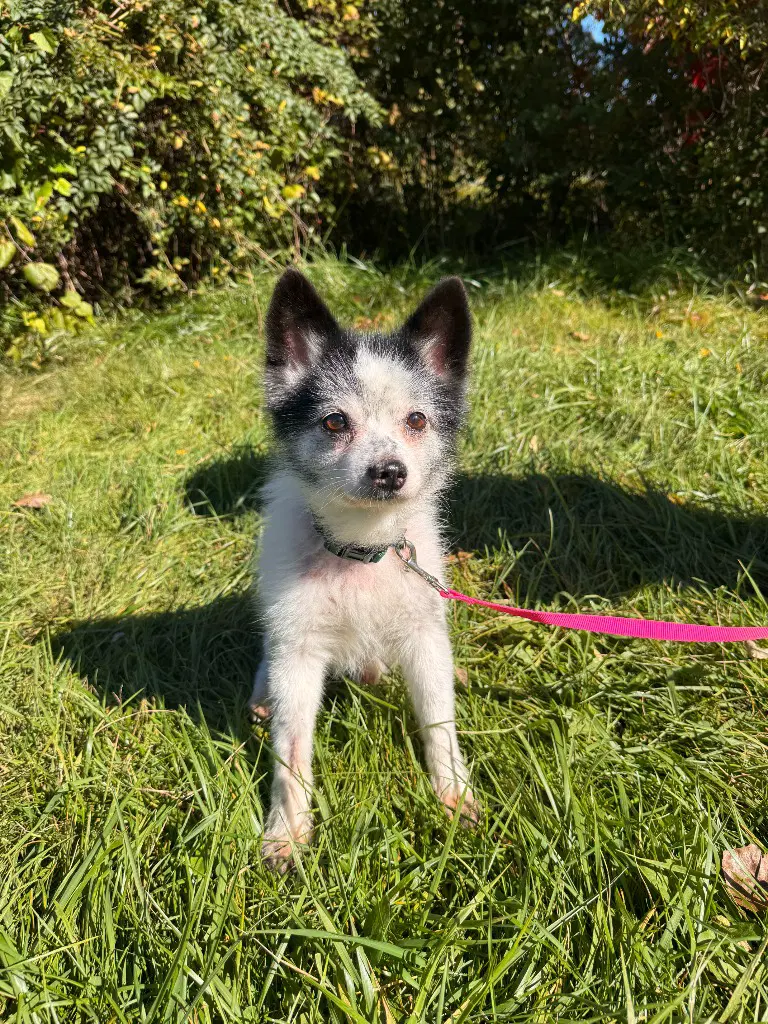 Rocket - Chihuahua
