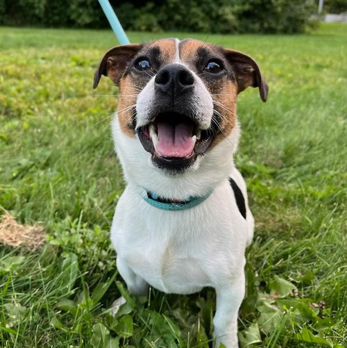 Lucky, an adoptable dog