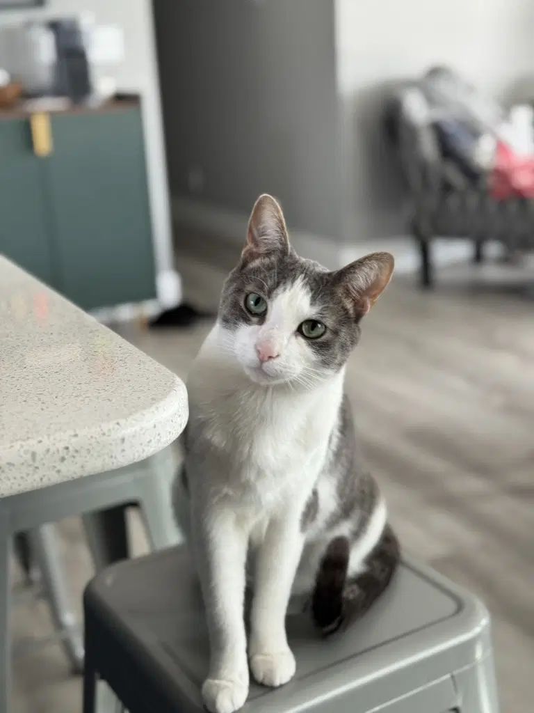 Leo - Domestic Short Hair