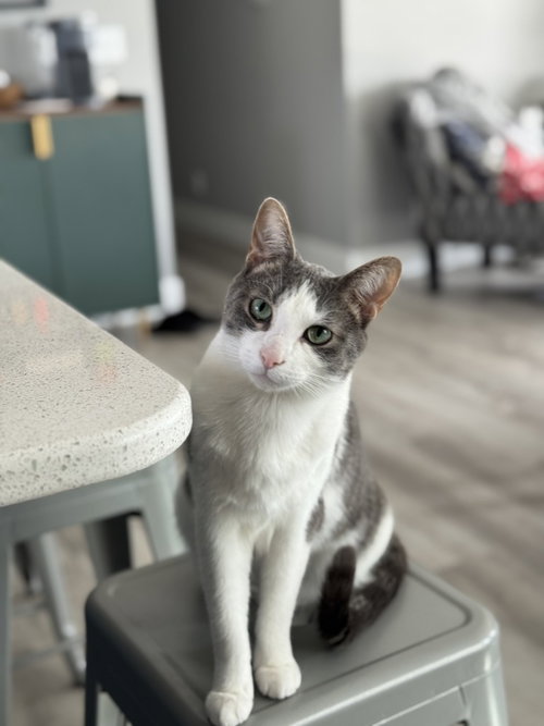 Leo, a cat for adoption from Noah Project