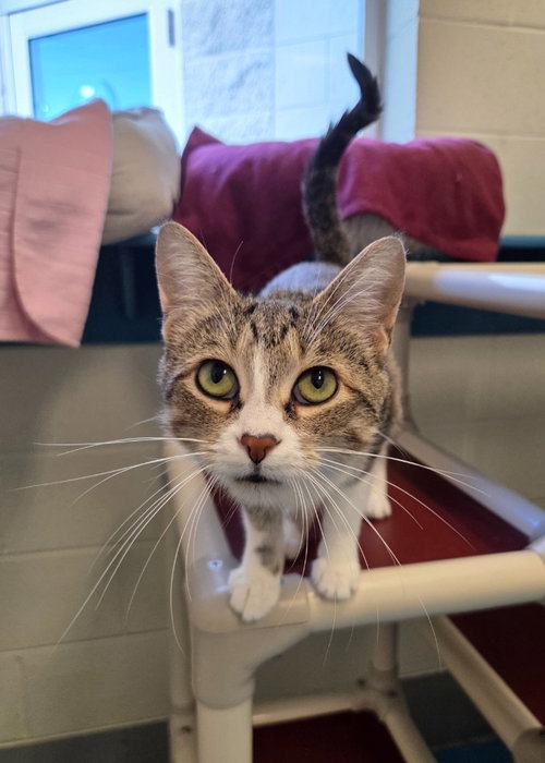 Ash, a cat for adoption from Noah Project