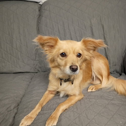 Bo Peep, a dog for adoption from Noah Project