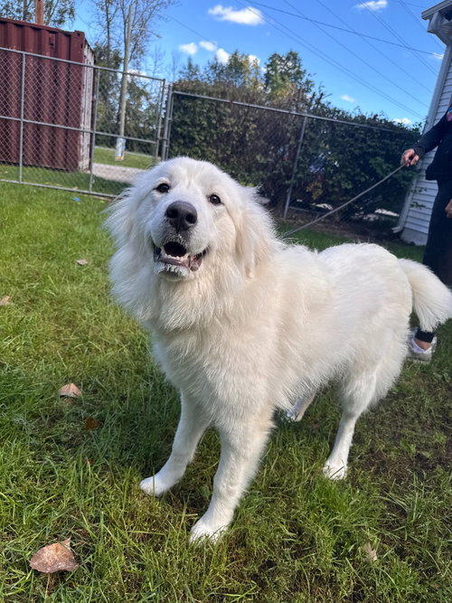 Malibu, an adoptable dog