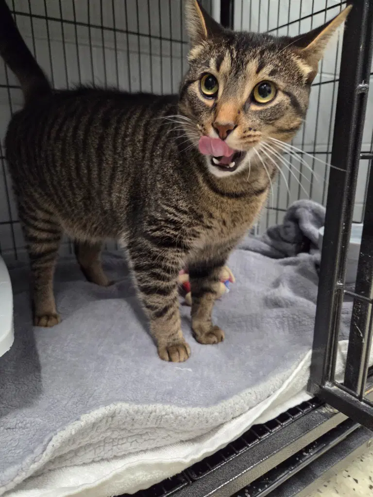Fry - Domestic Short Hair