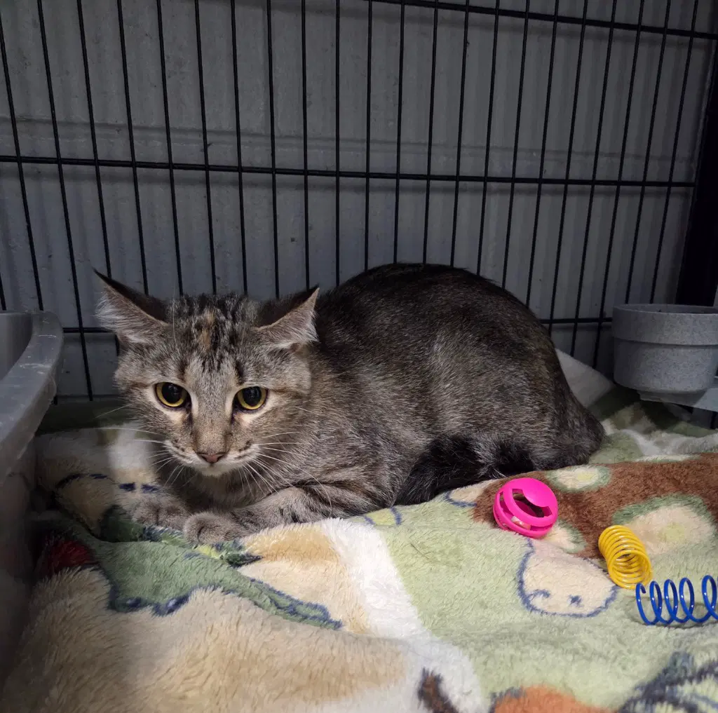 Lily - Domestic Short Hair
