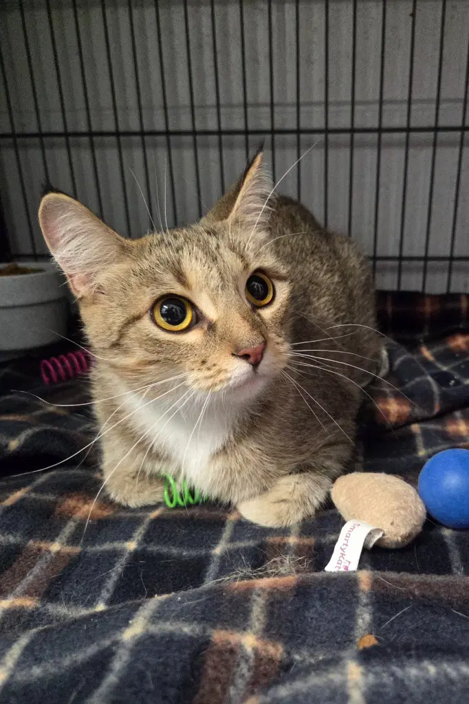 Dahlia - Domestic Short Hair