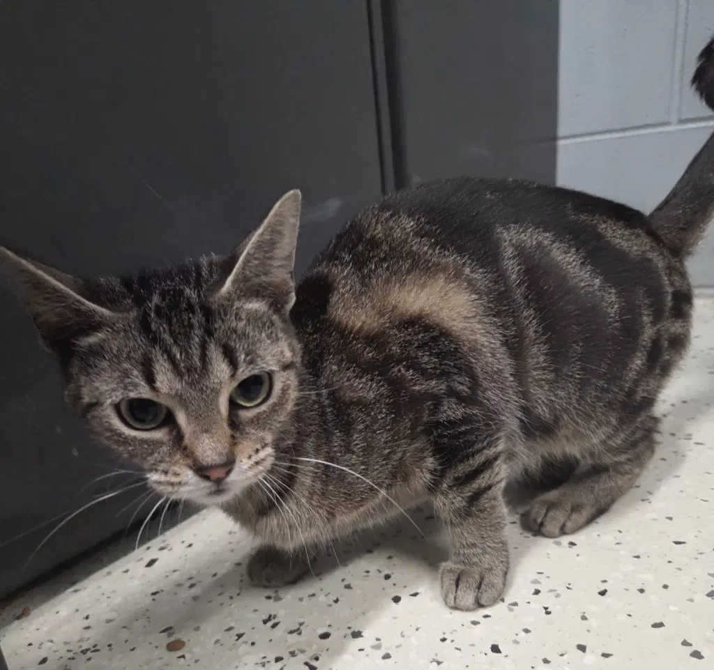 Amelia - Domestic Short Hair