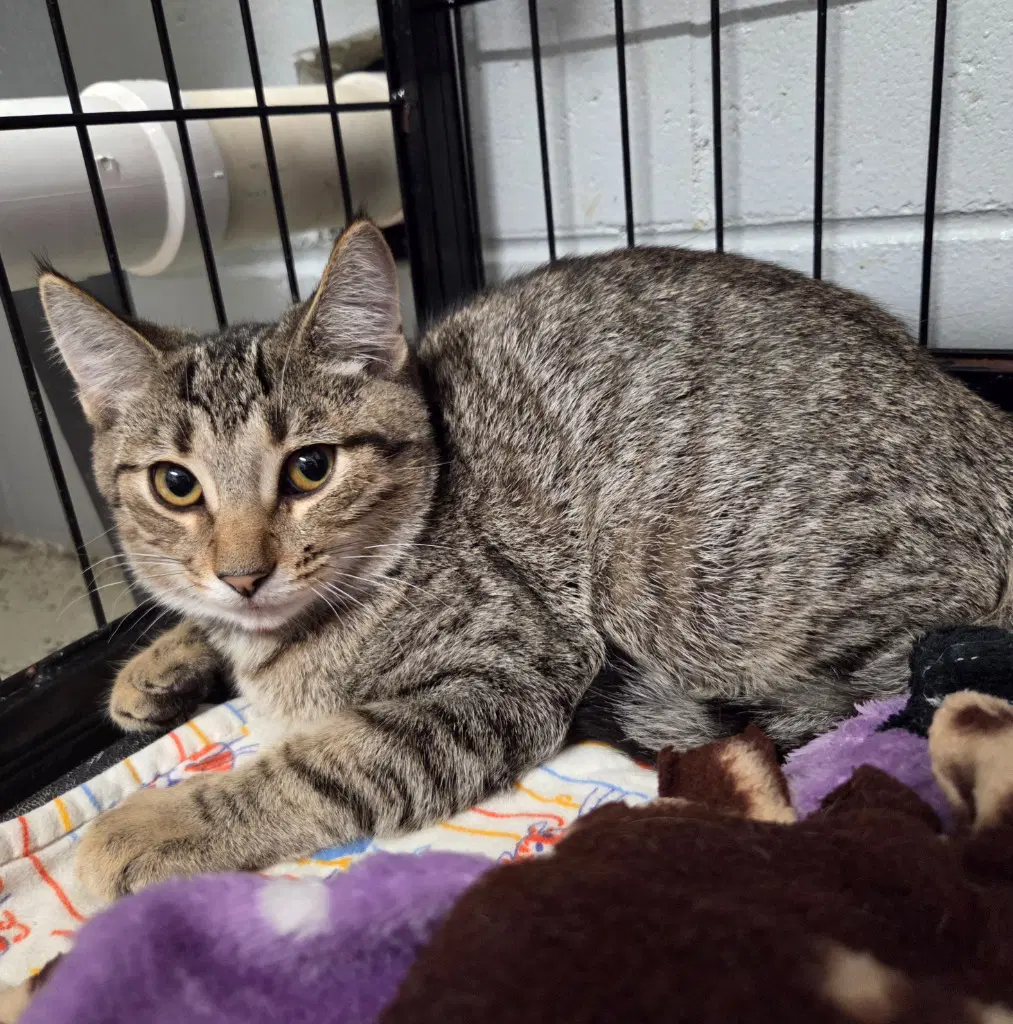 Peanut - Domestic Short Hair