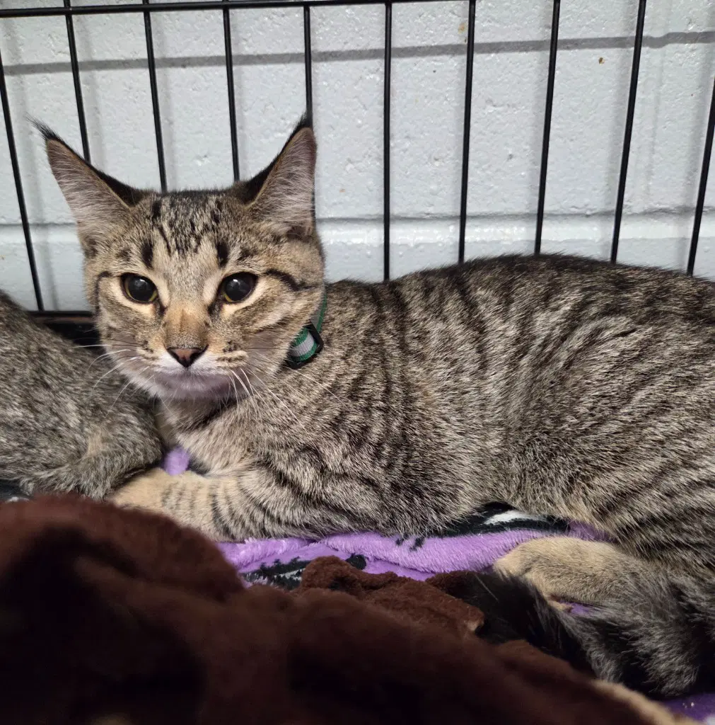 Charlotte - Domestic Short Hair