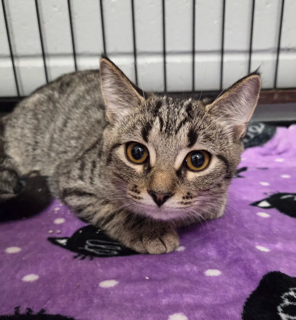 Kinley - Domestic Short Hair