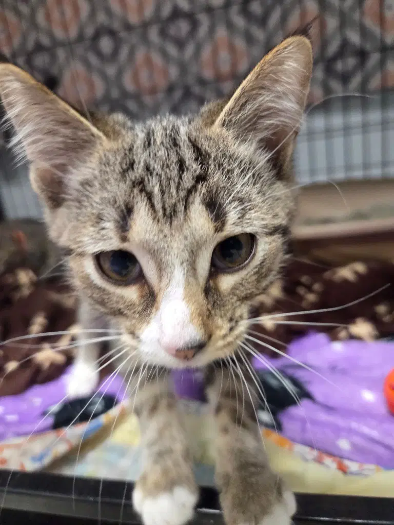 Squirt - Domestic Short Hair