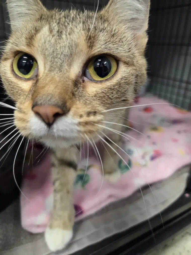 Marigold - Domestic Short Hair