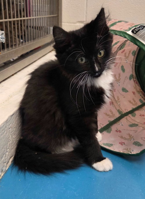 Applejack, a female kitten up for adoption