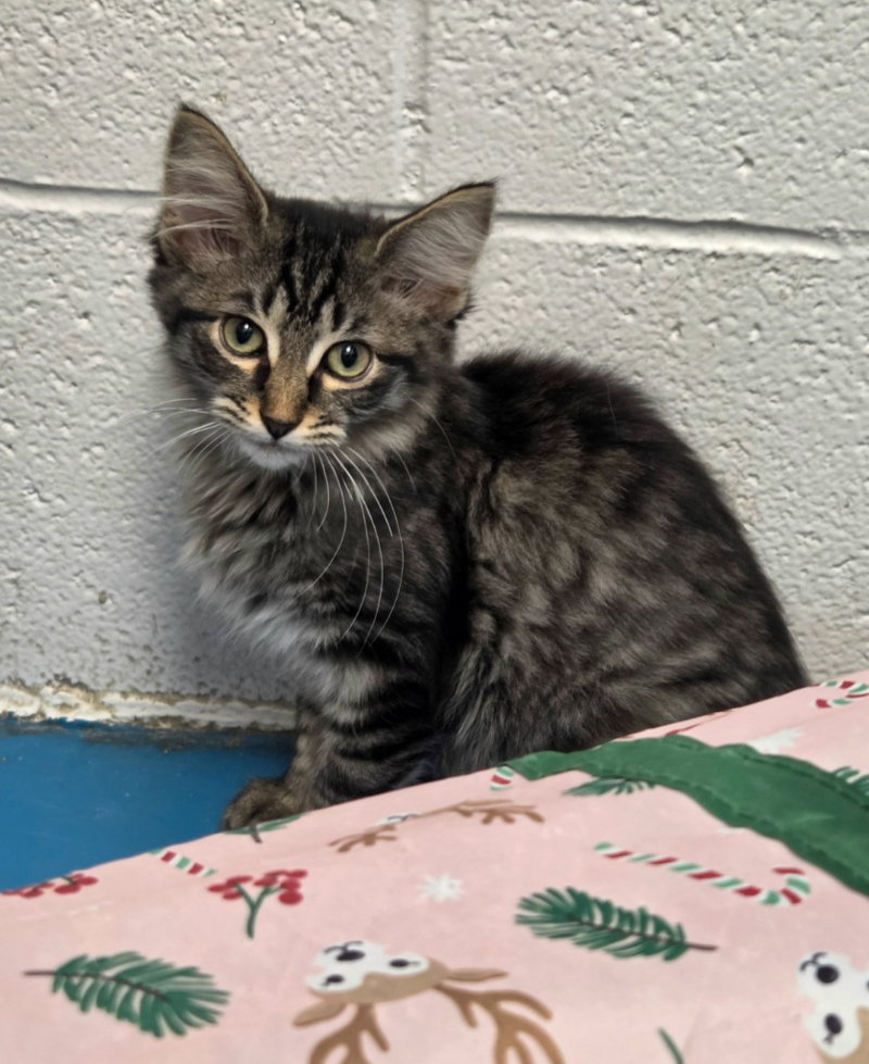Fluttershy, a female kitten up for adoption