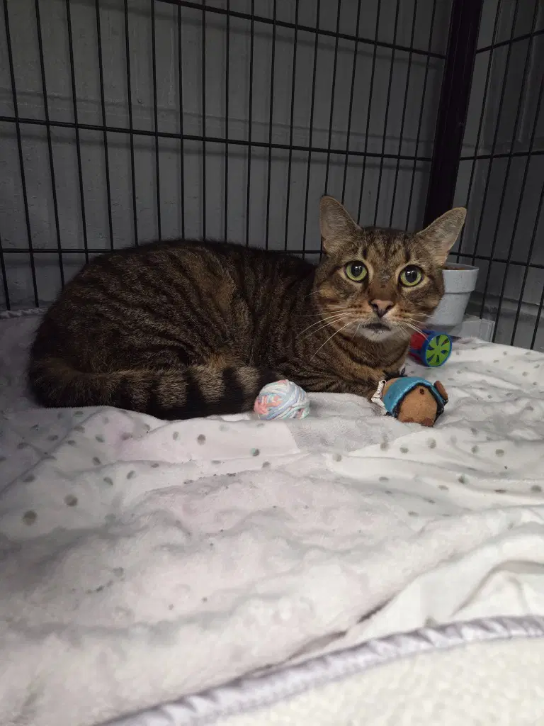 Rosie - Domestic Short Hair