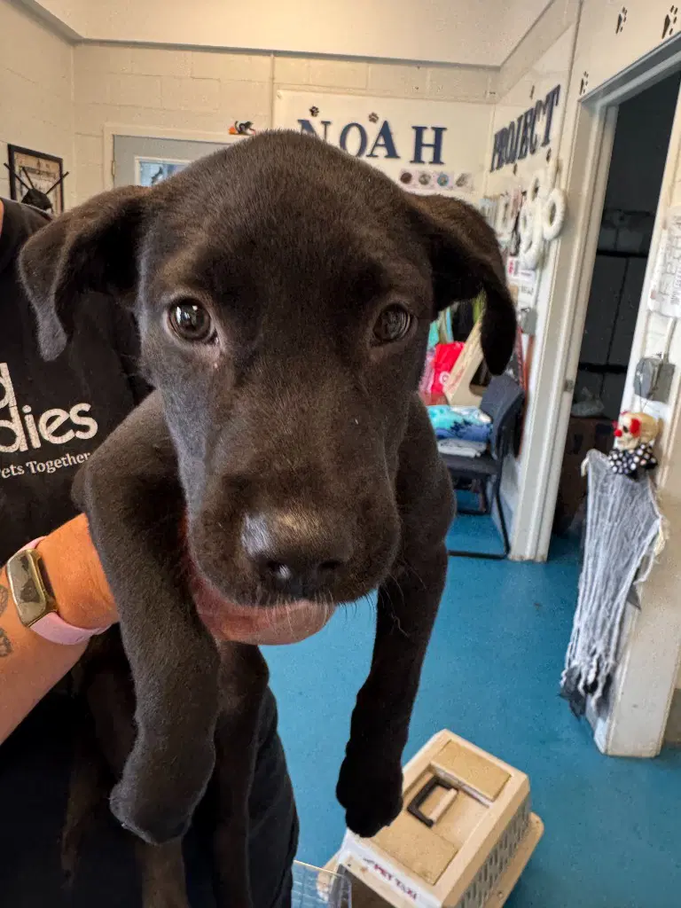 Pie - Labrador Retriever
