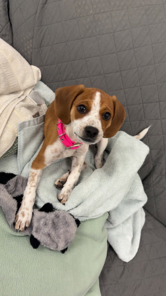 Josie
