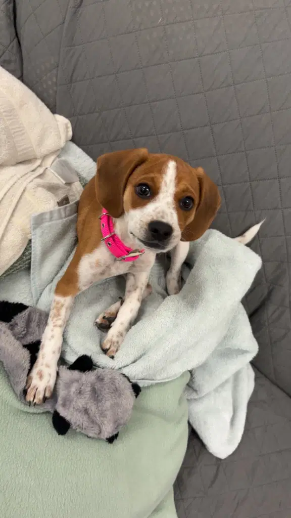 Josie - Beagle