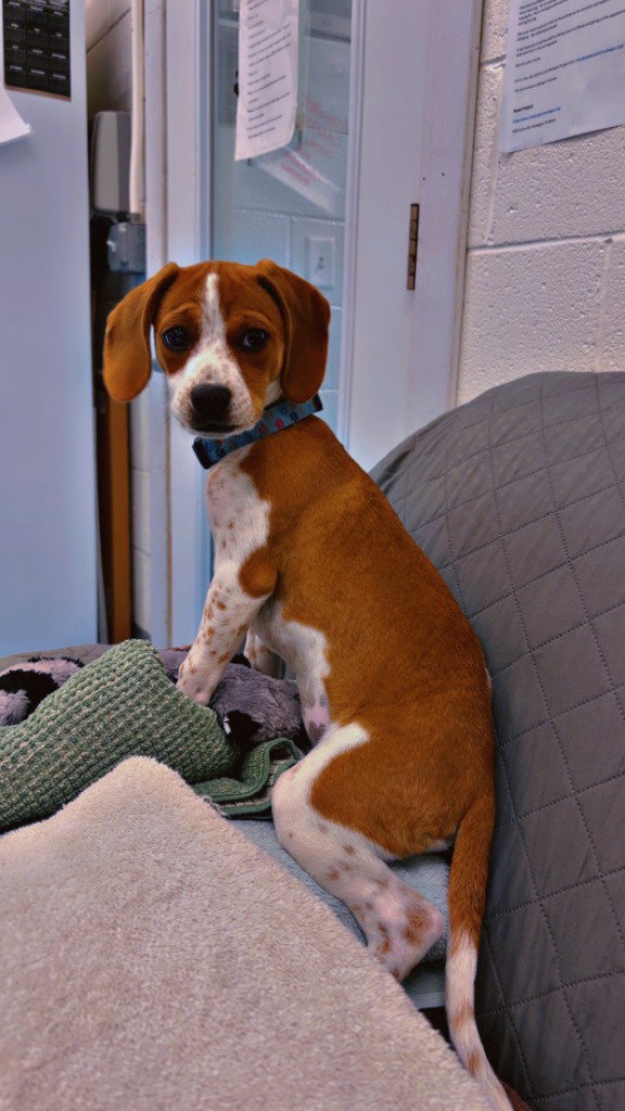 Josie, photo 3