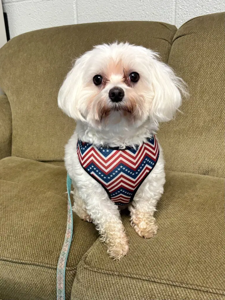 Harley - Maltese