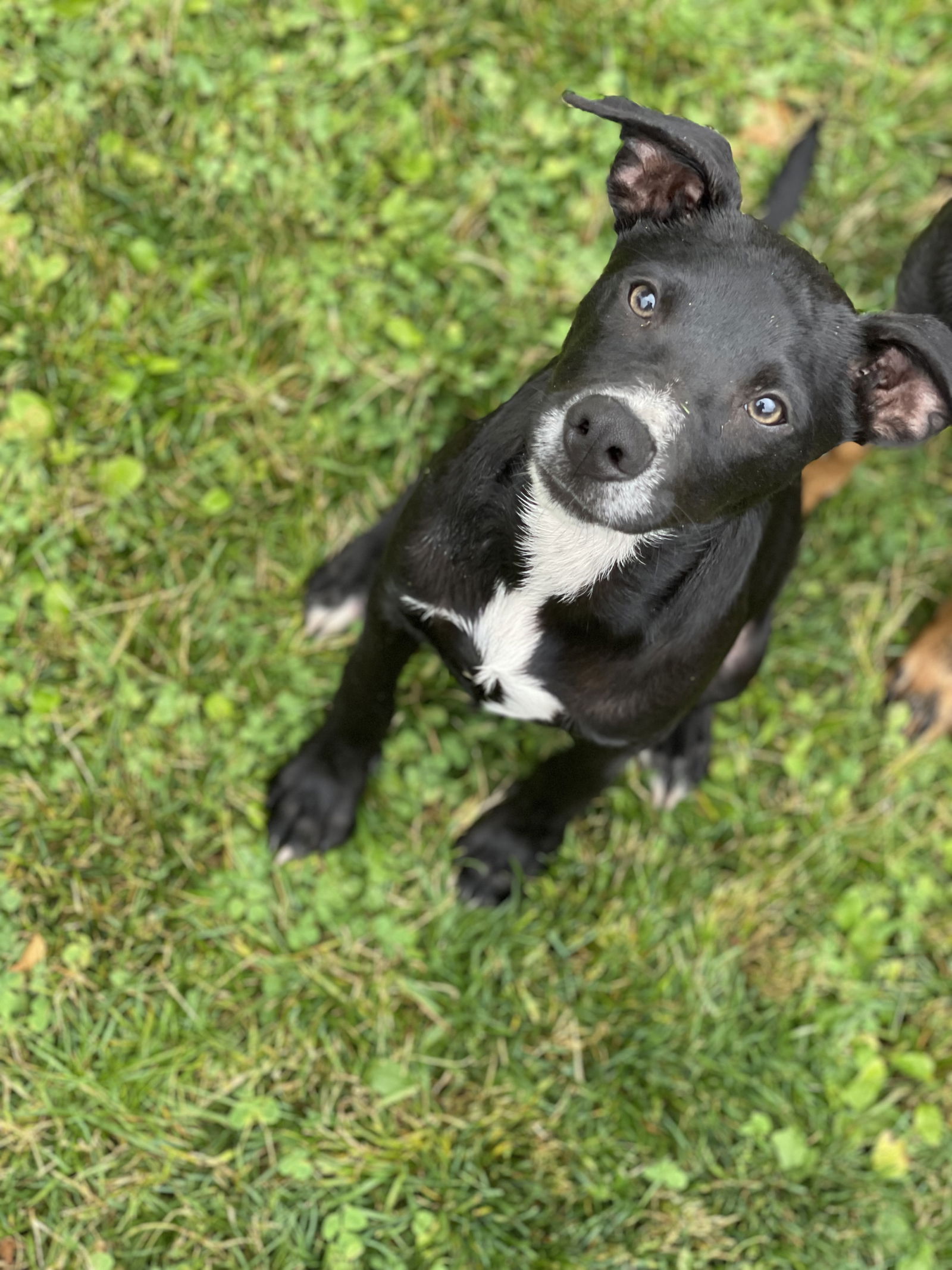 adoptable Dog in Winter, WI named Lucas