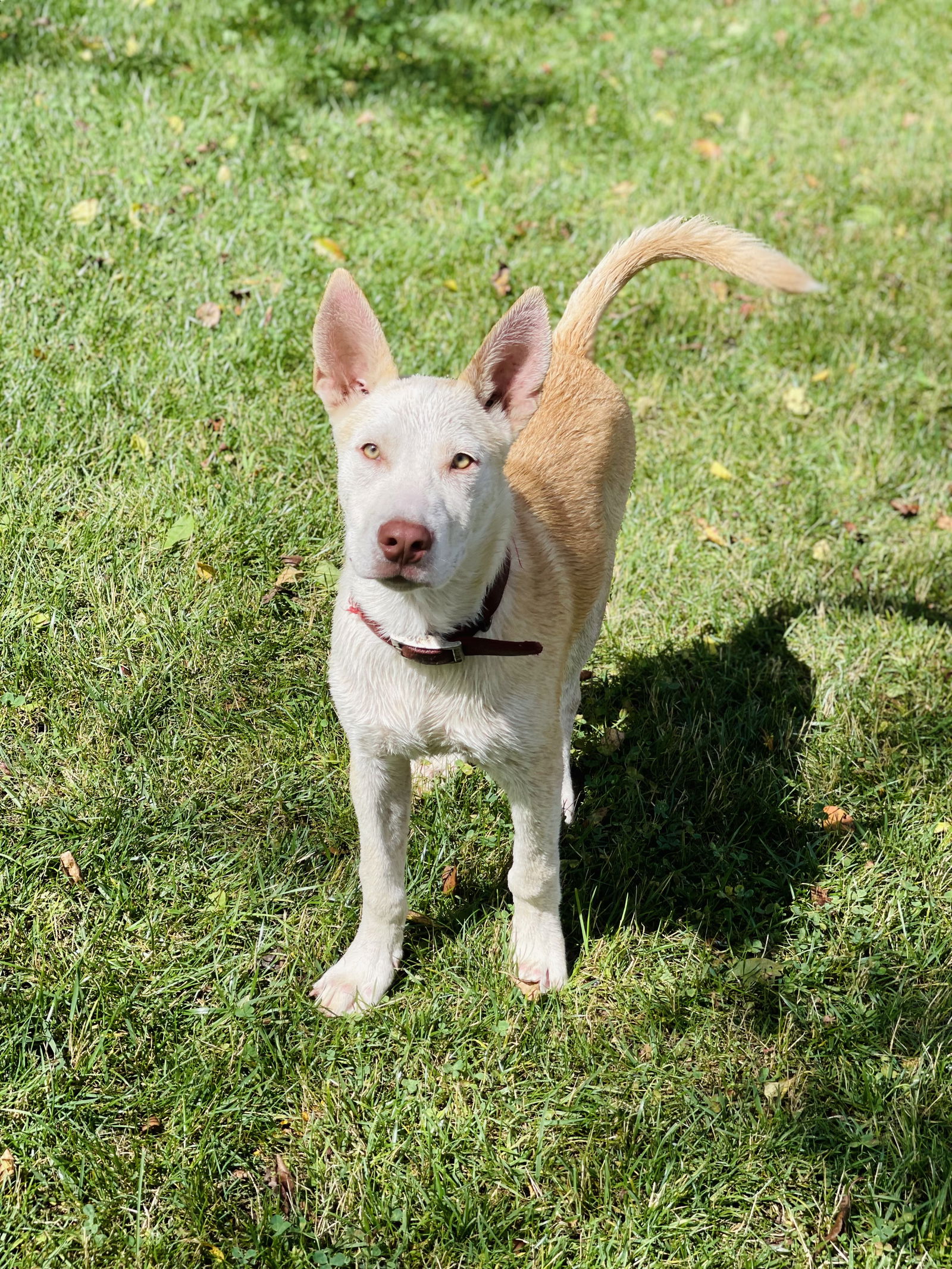 adoptable Dog in Winter, WI named Sunny