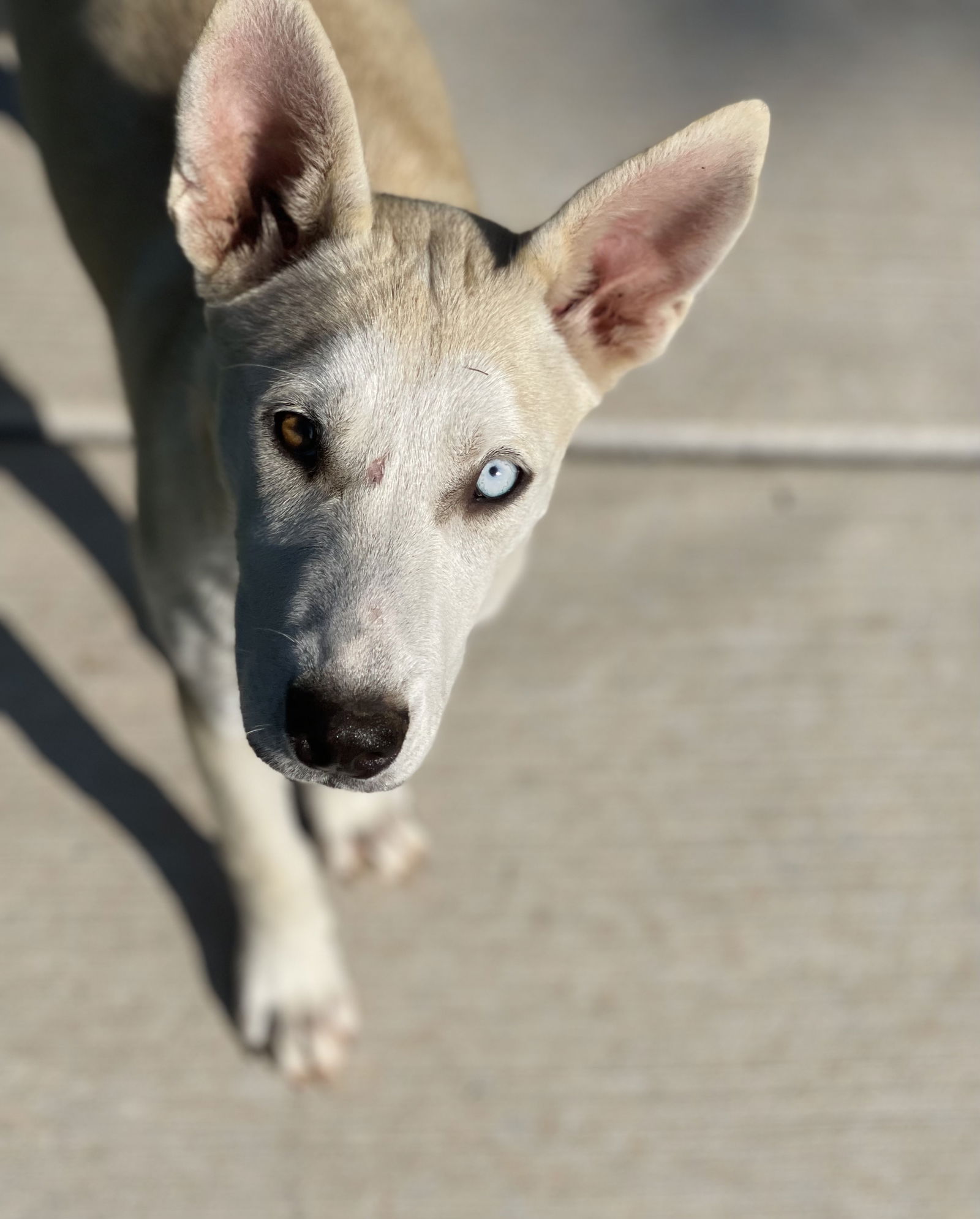 adoptable Dog in Winter, WI named Katie