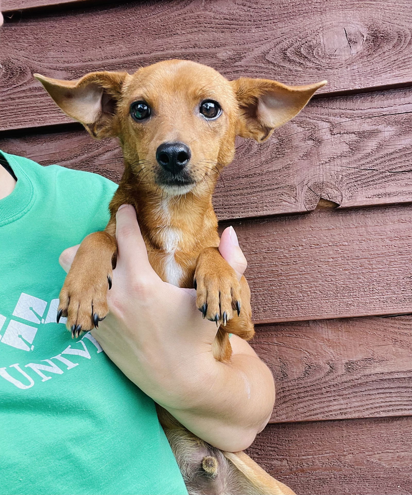 adoptable Dog in Winter, WI named Merle