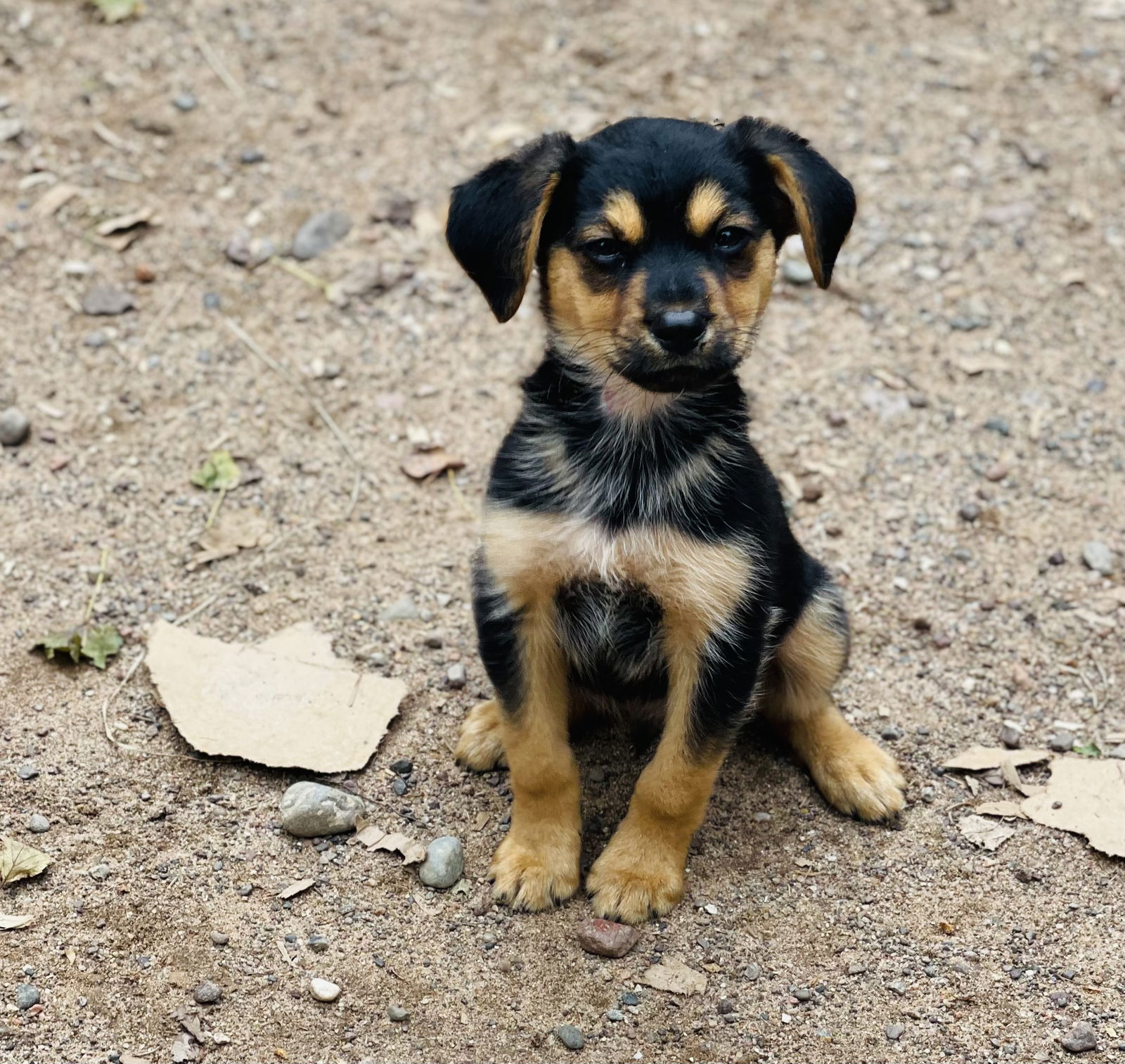 adoptable Dog in Winter, WI named Grove