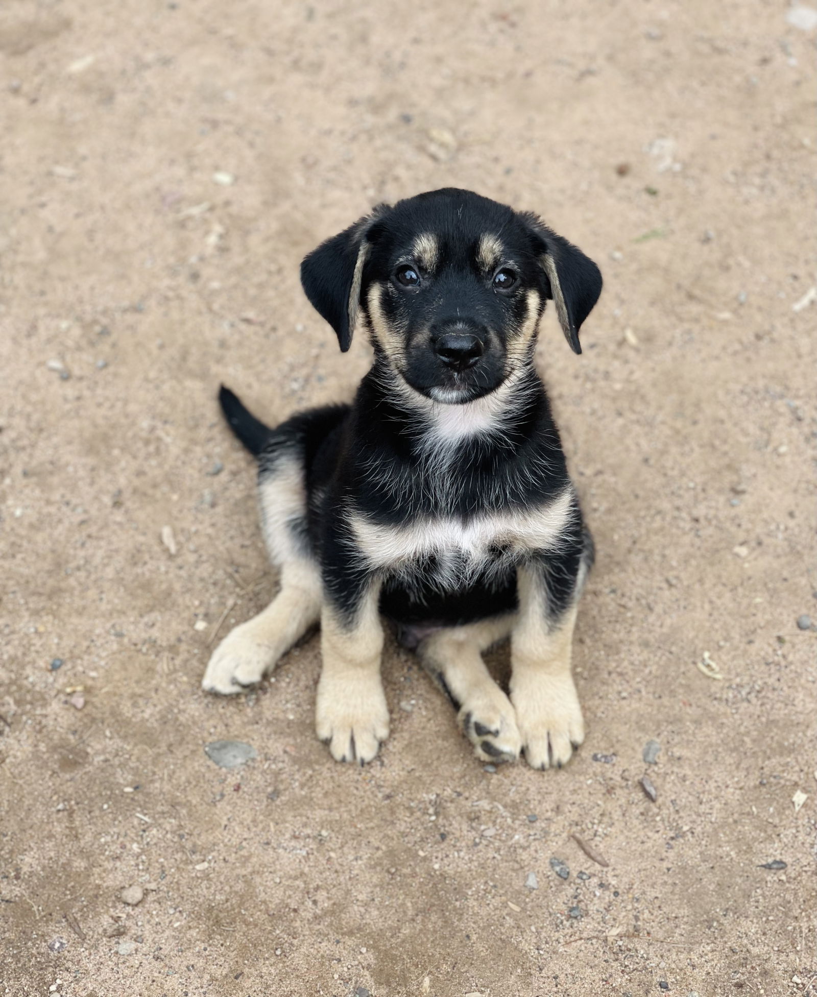 adoptable Dog in Winter, WI named Birch