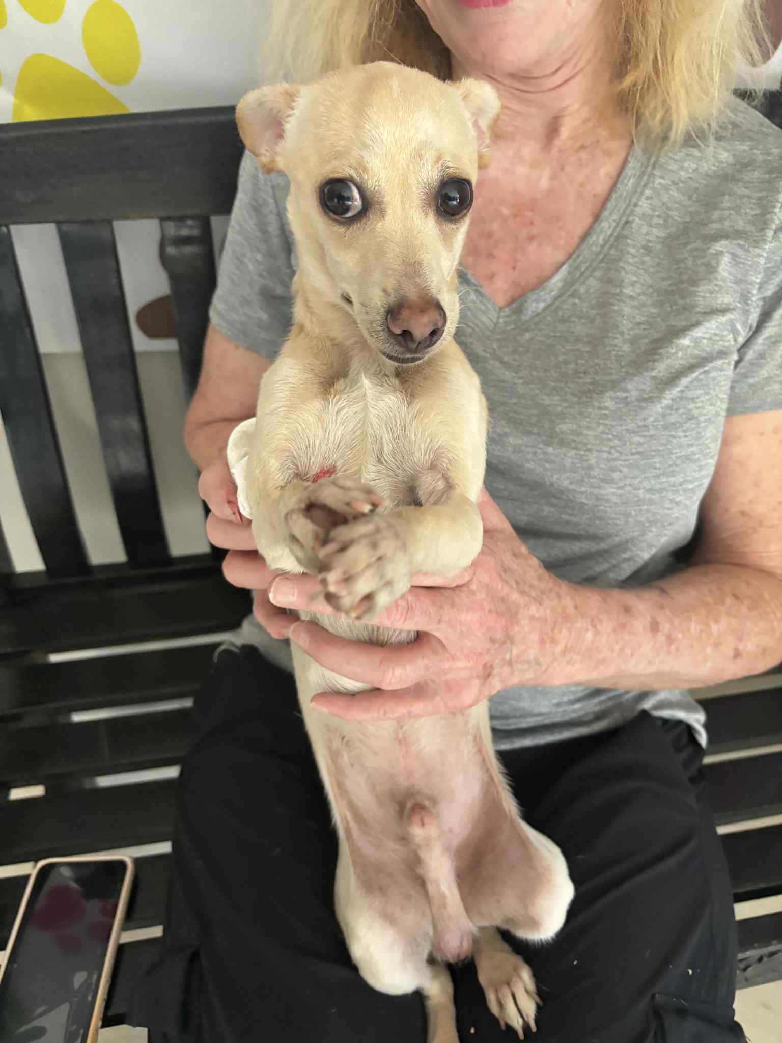 adoptable Dog in Winter, WI named Taco