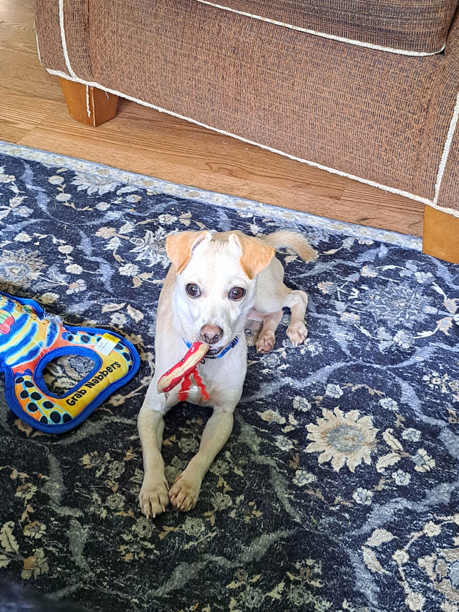 adoptable Dog in Winter, WI named Taco
