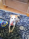 adoptable Dog in  named Taco