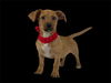 adoptable Dog in  named Jack