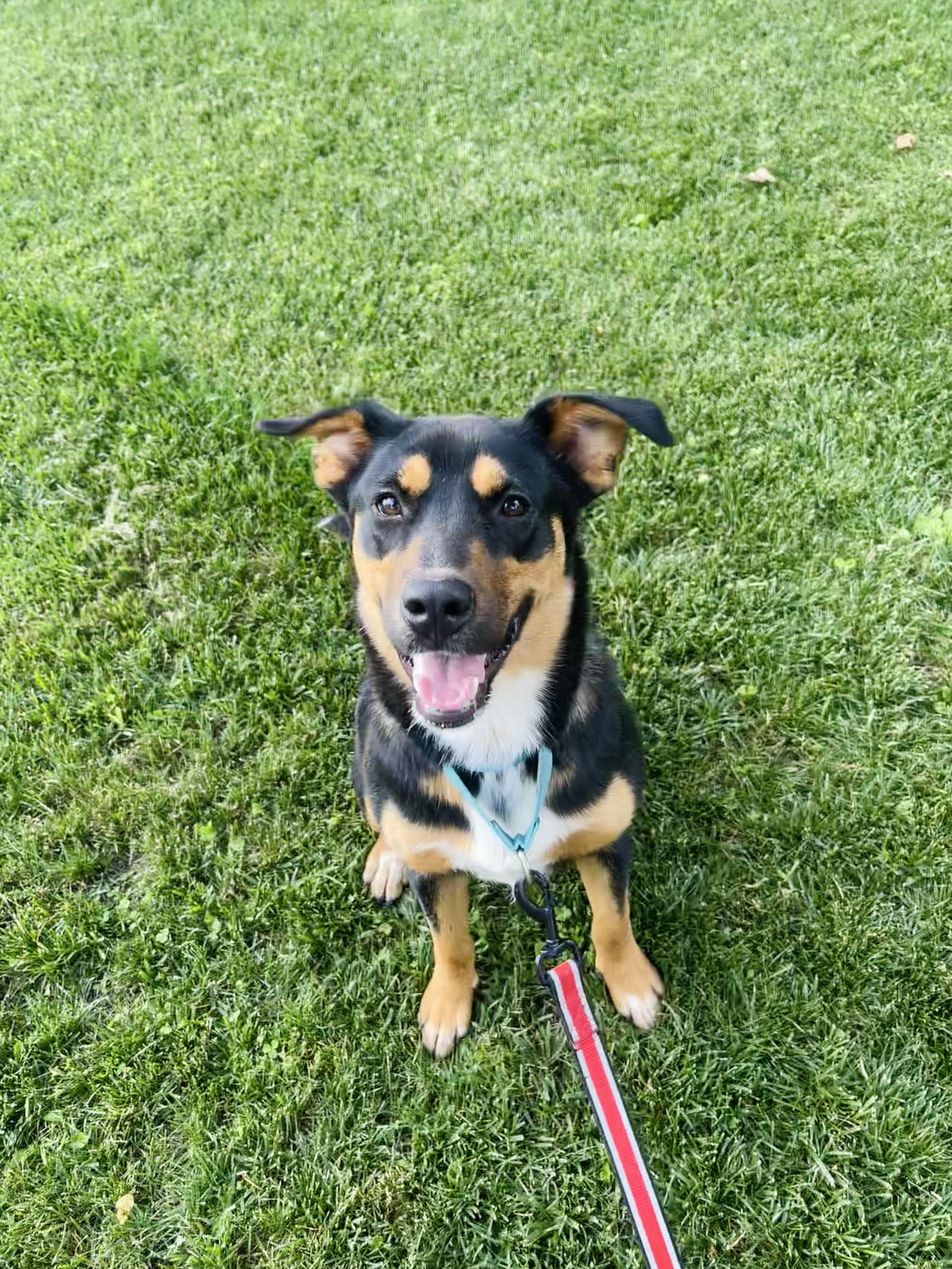 adoptable Dog in Winter, WI named Nola