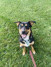 adoptable Dog in winter, WI named Nola