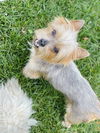 adoptable Dog in  named Charlie